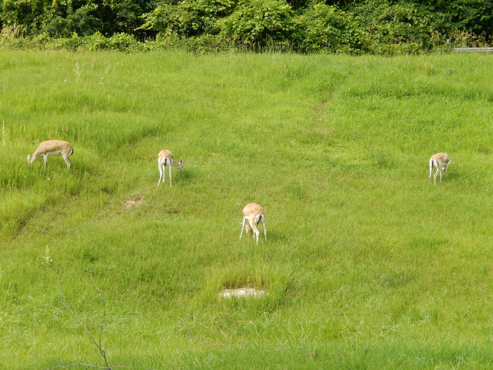 7/3/2015 - Goitered Gazelles