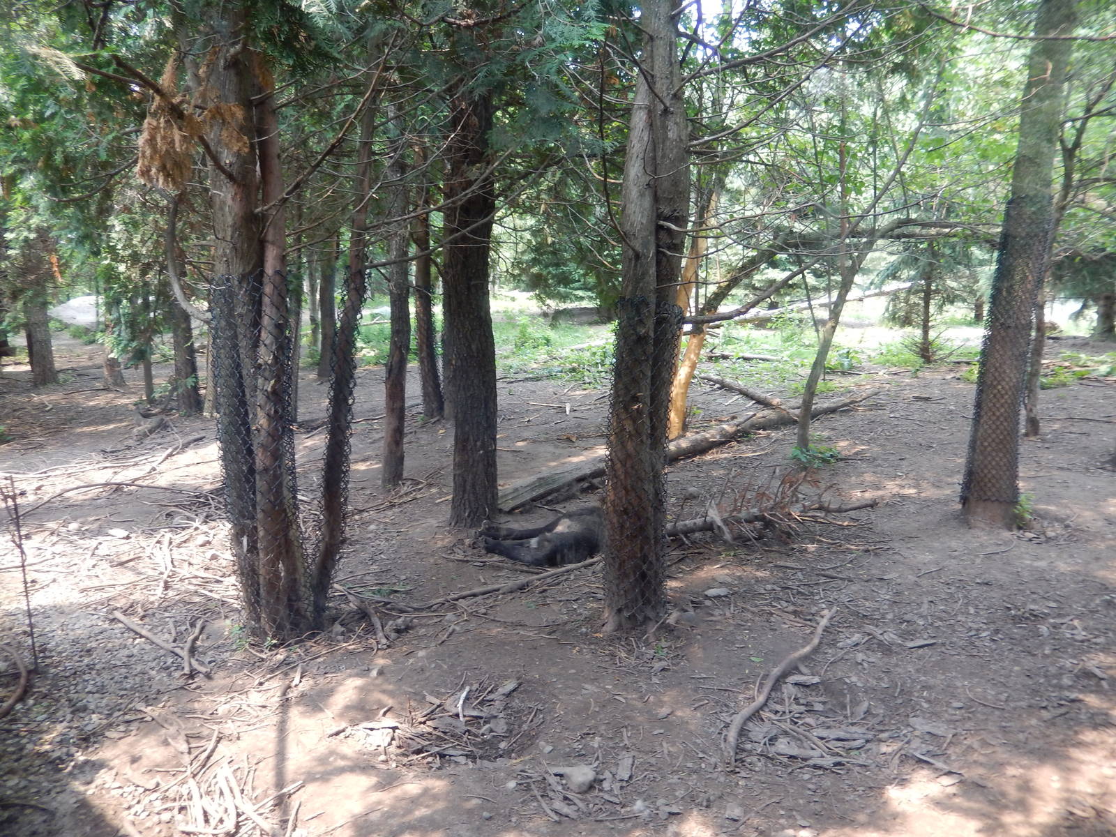 7/3/2015 - Gray Wolf Habitat