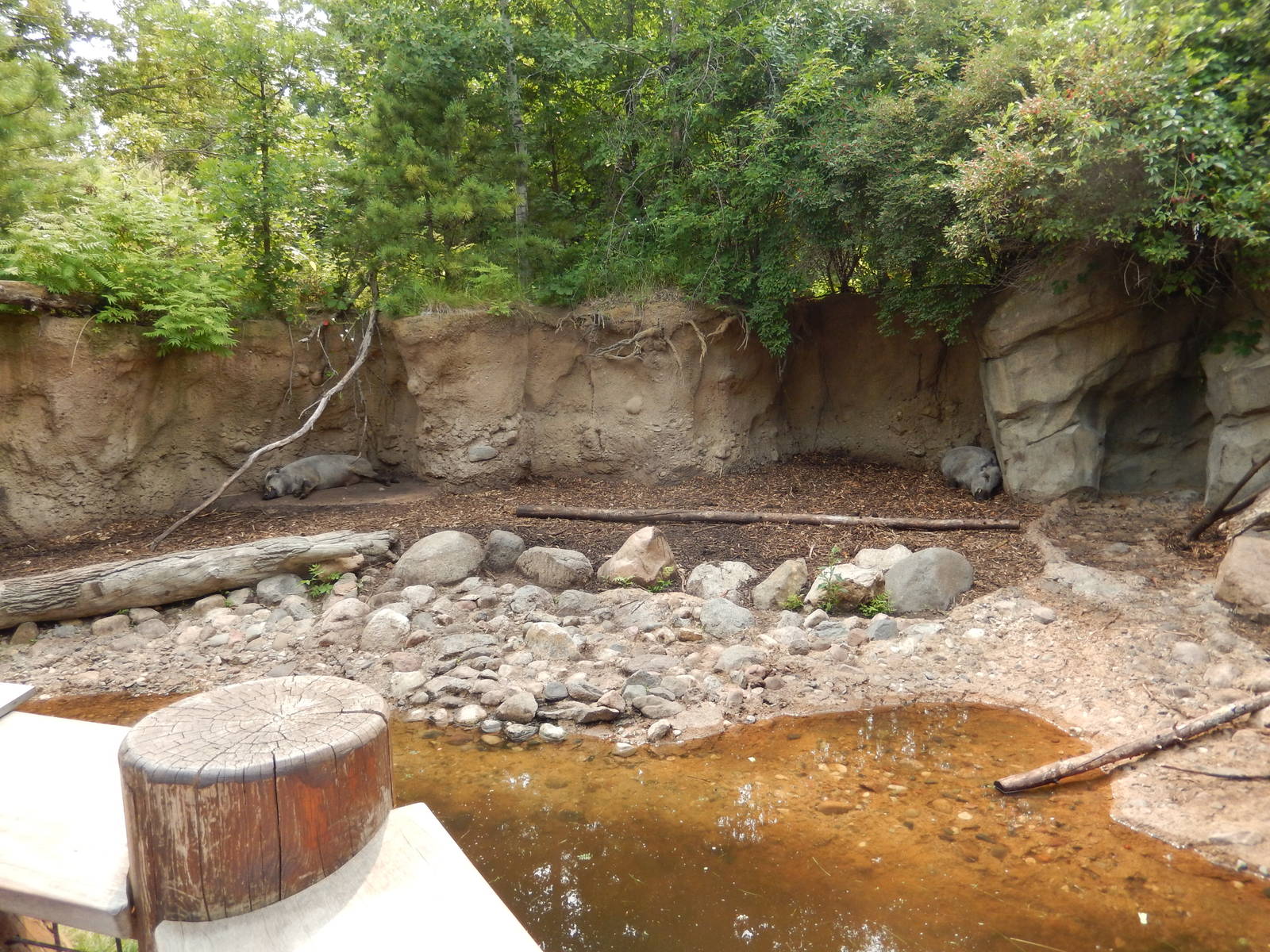 7/3/2015 - Half of the Wild Boar Exhibit