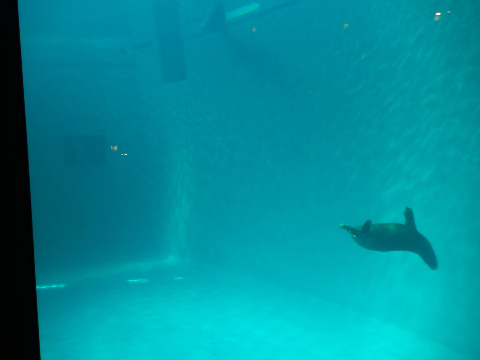 7/3/2015 - Hawaiian Monk Seal Tank - Underwater View