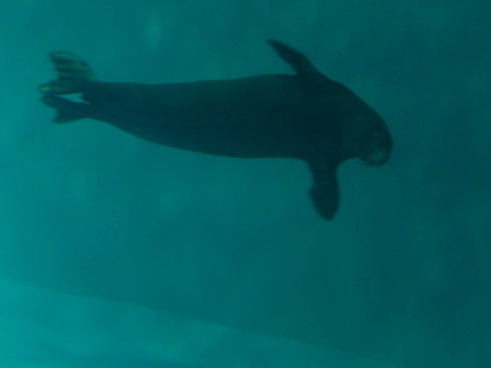 7/3/2015 - Hawaiian Monk Seal