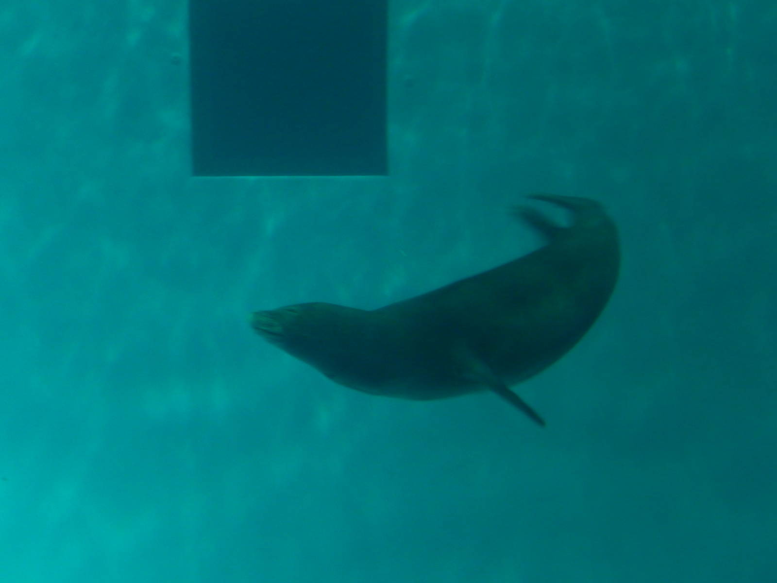7/3/2015 - Hawaiian Monk Seal