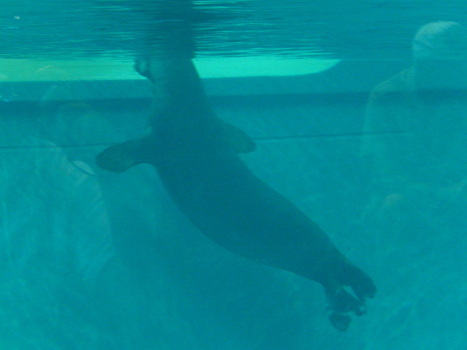 7/3/2015 - Hawaiian Monk Seal