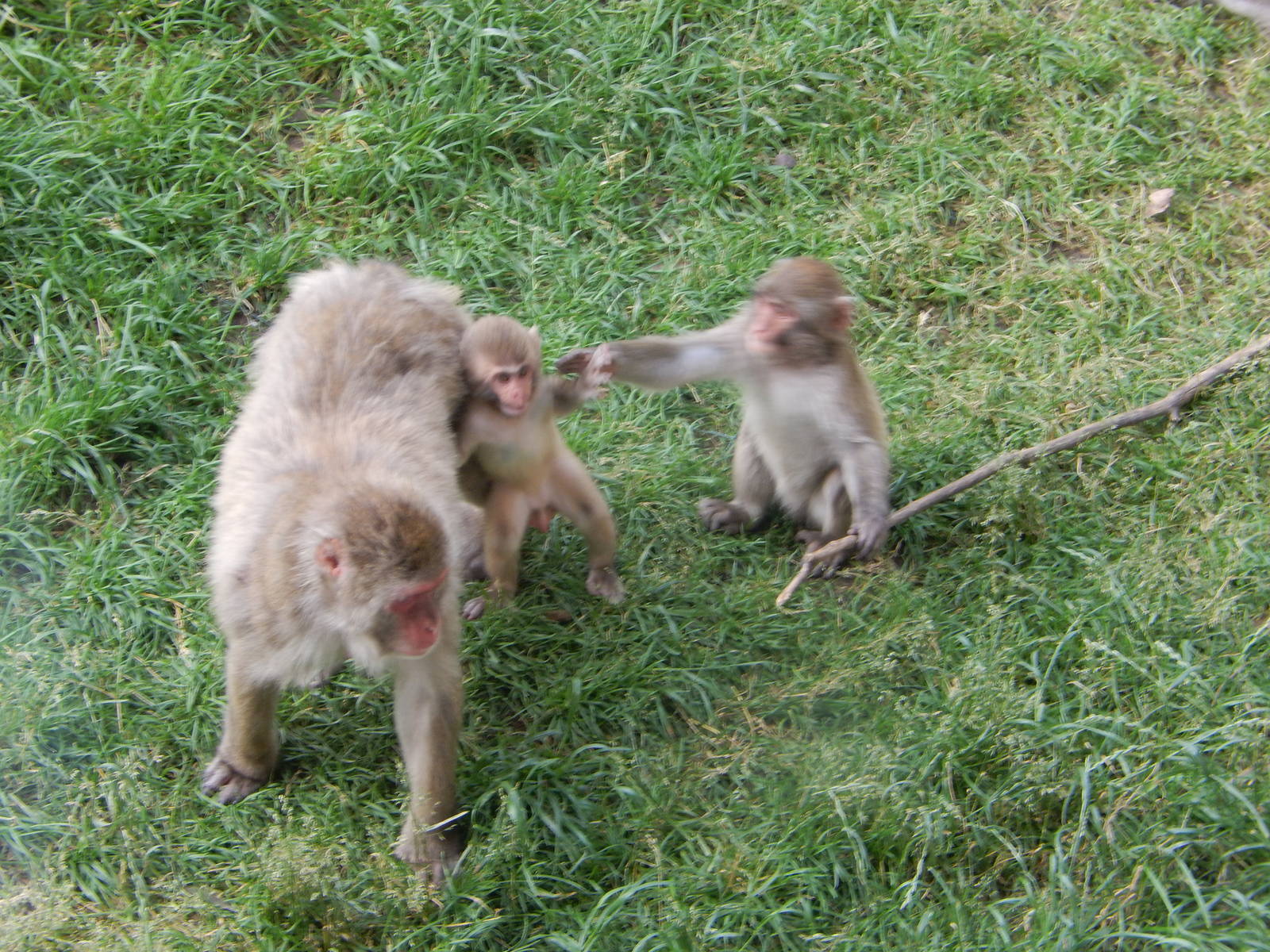 7/3/2015 - Japanese Macaque Trio