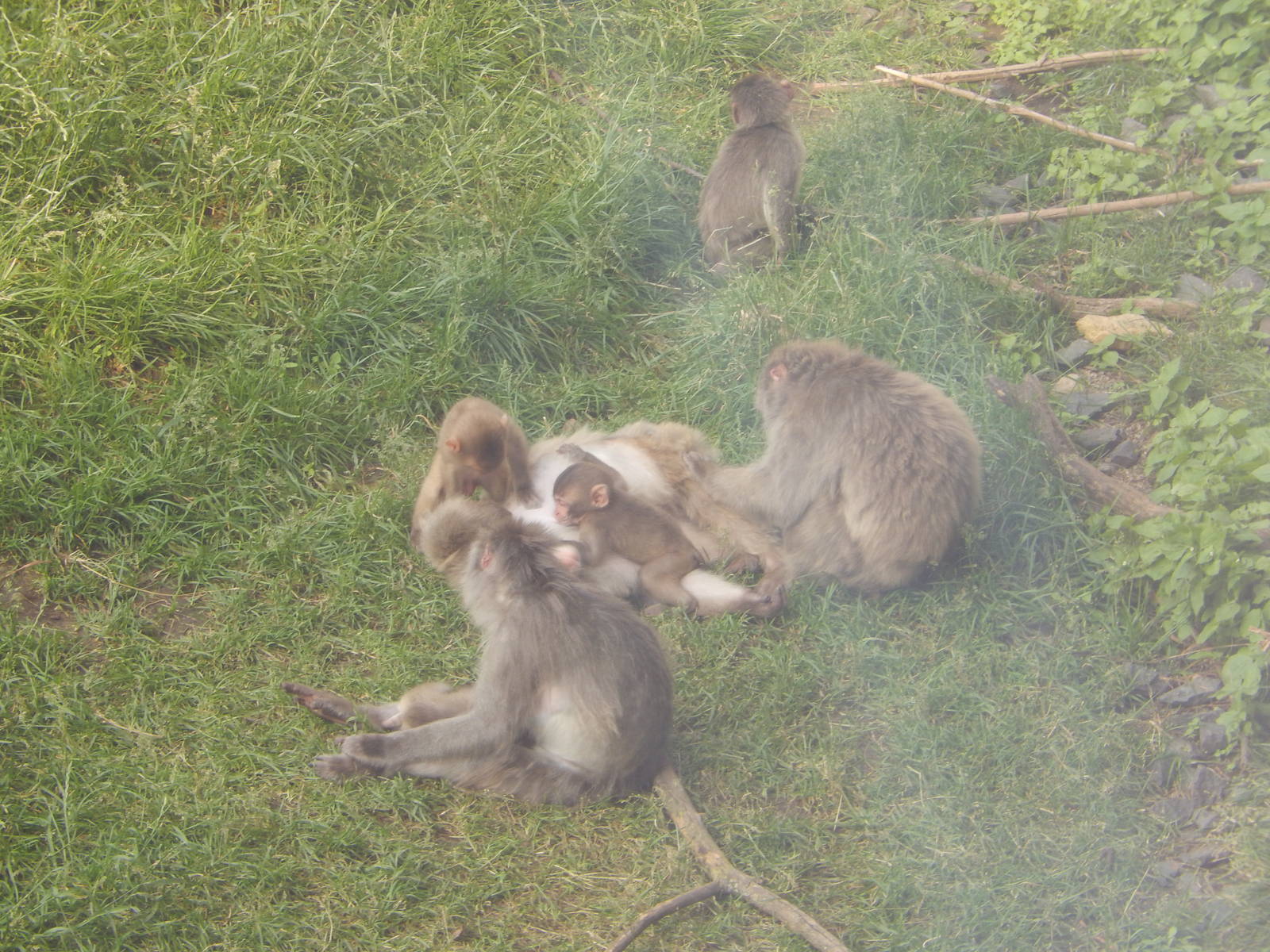 7/3/2015 - Japanese Macaques