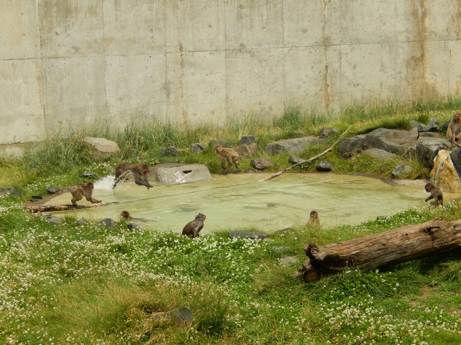 7/3/2015 - Japanese Macaques