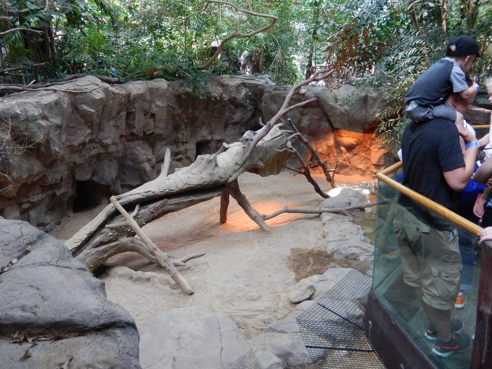 7/3/2015 - Komodo Dragon Exhibit