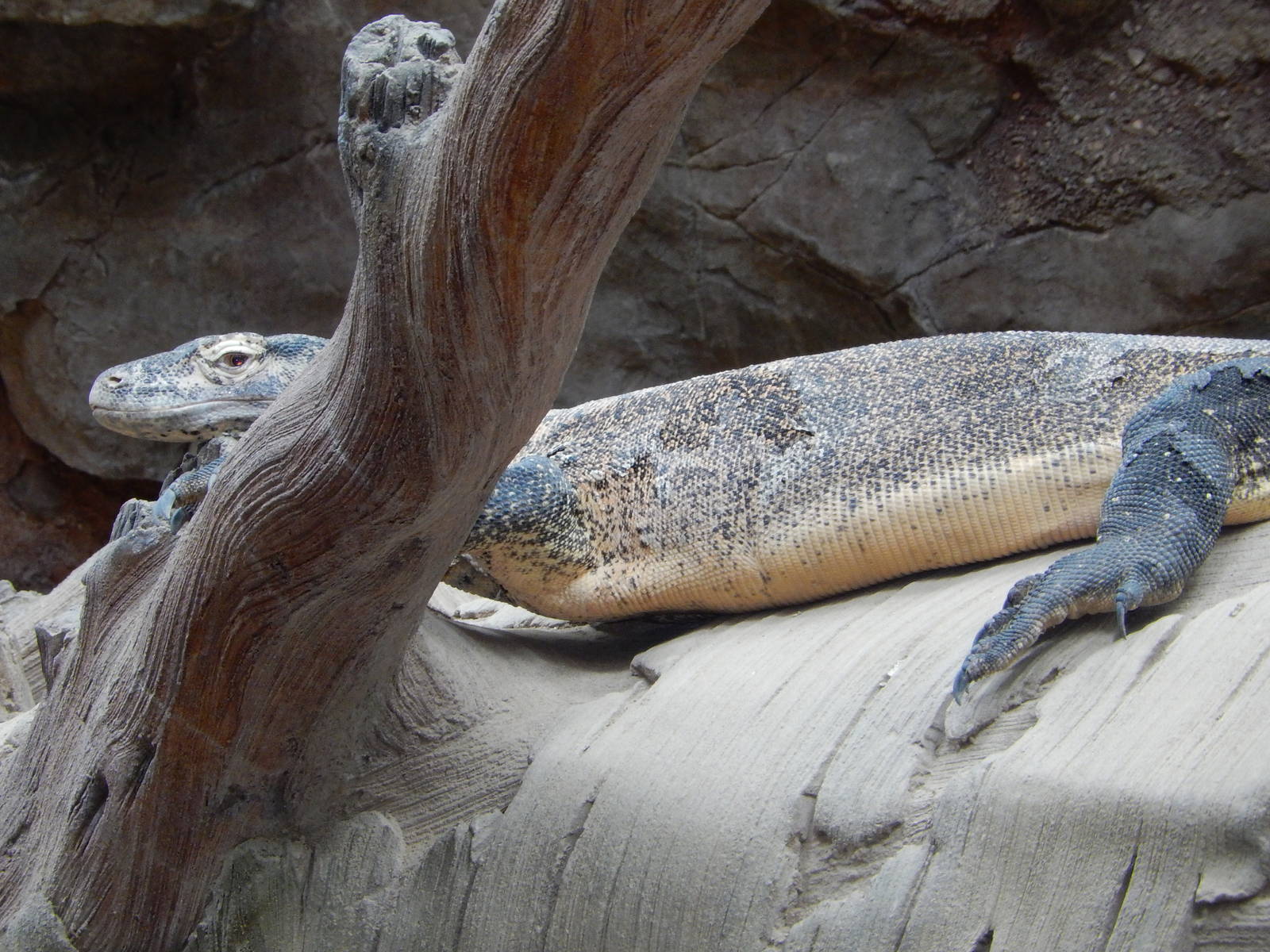 7/3/2015 - Komodo Dragon