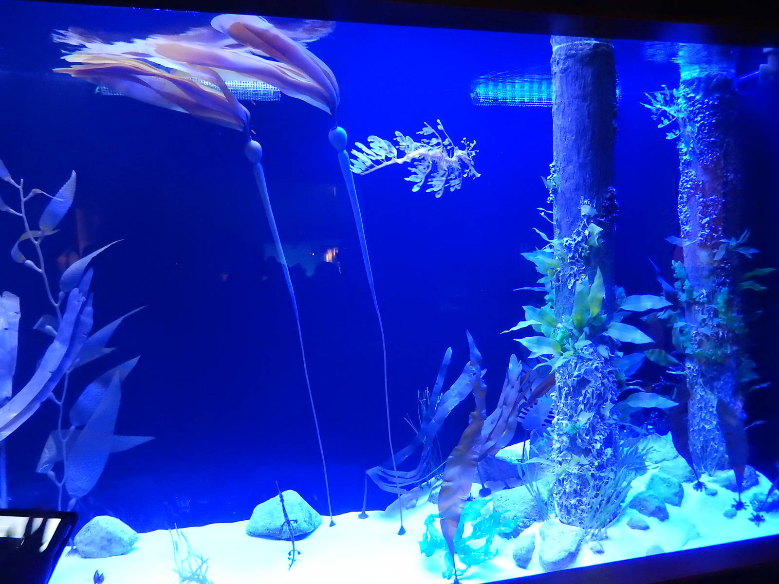 7/3/2015 - Leafy Seadragon Tank