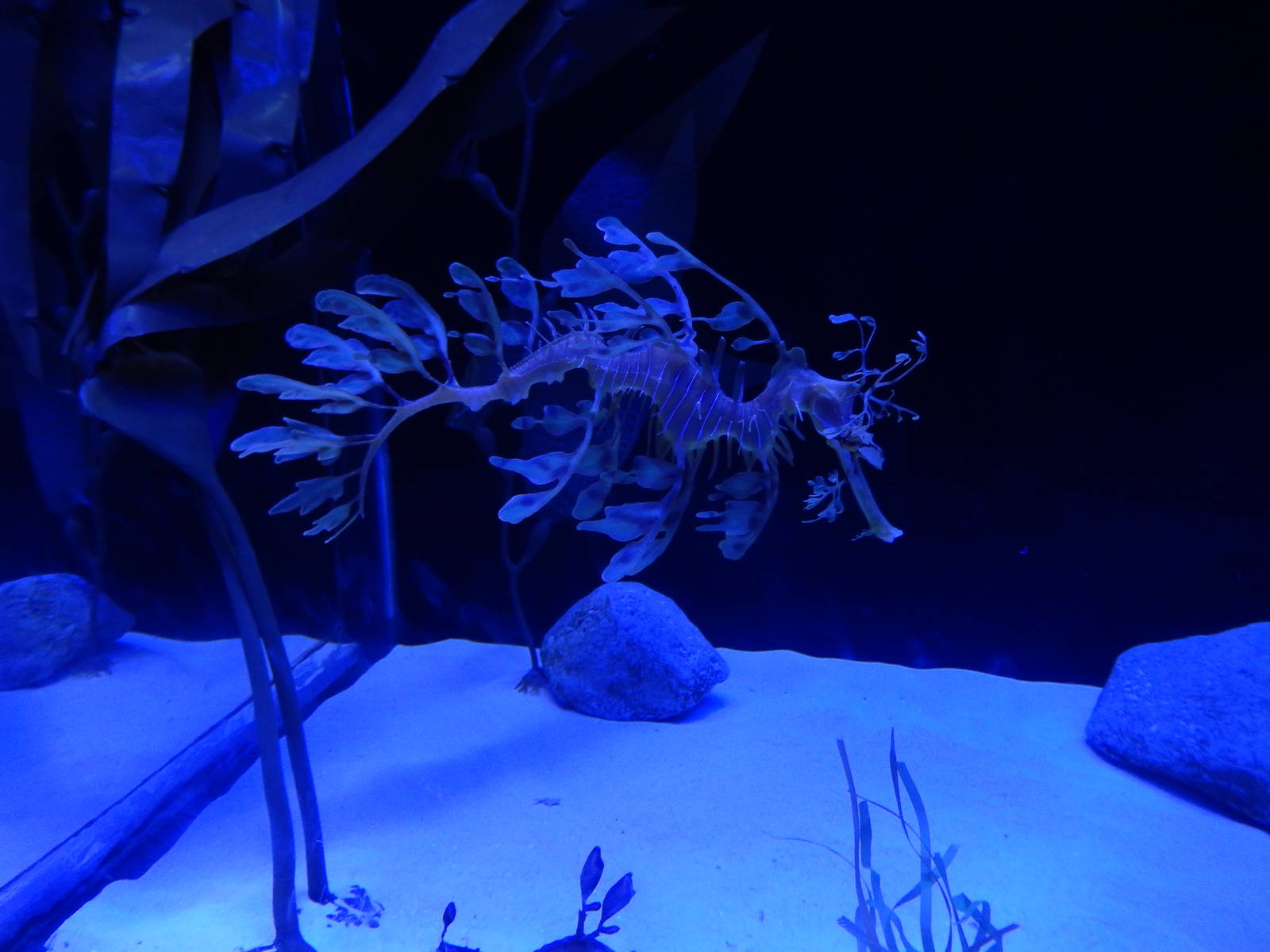 7/3/2015 - Leafy Seadragon