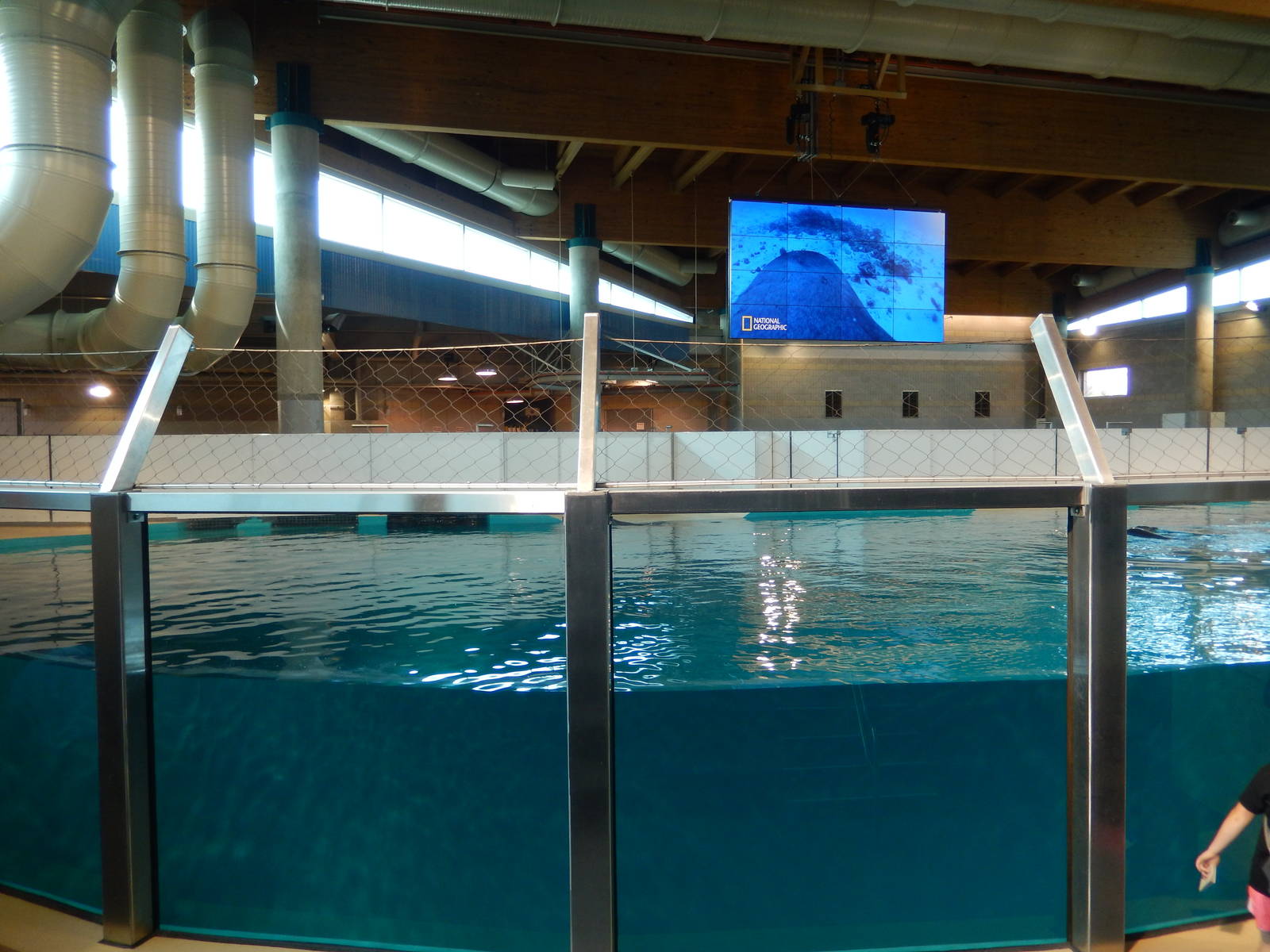 7/3/2015 - Left Half of Hawaiian Monk Seal Tank