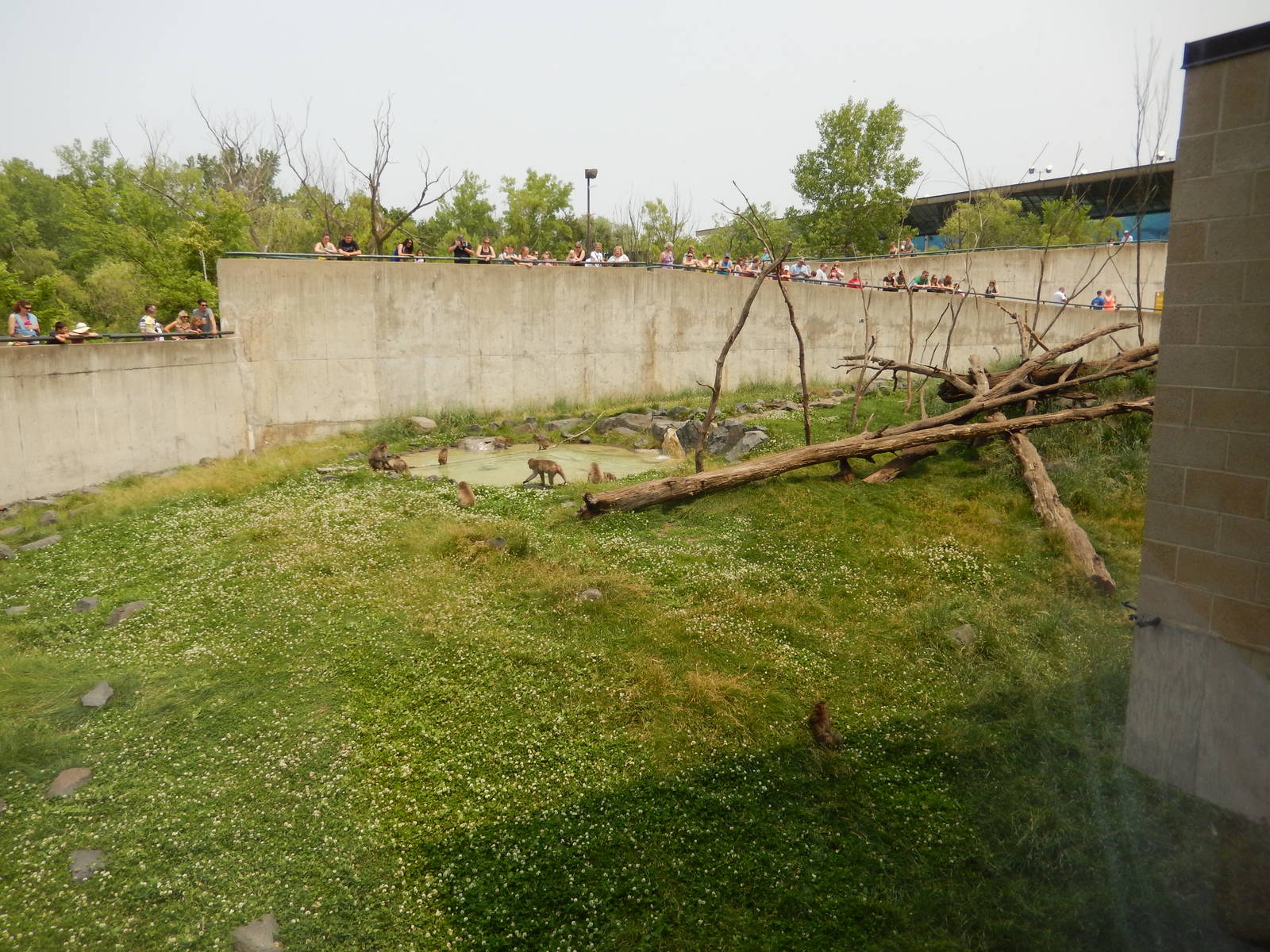 7/3/2015 - Left Half of Japanese Macaque Habitat