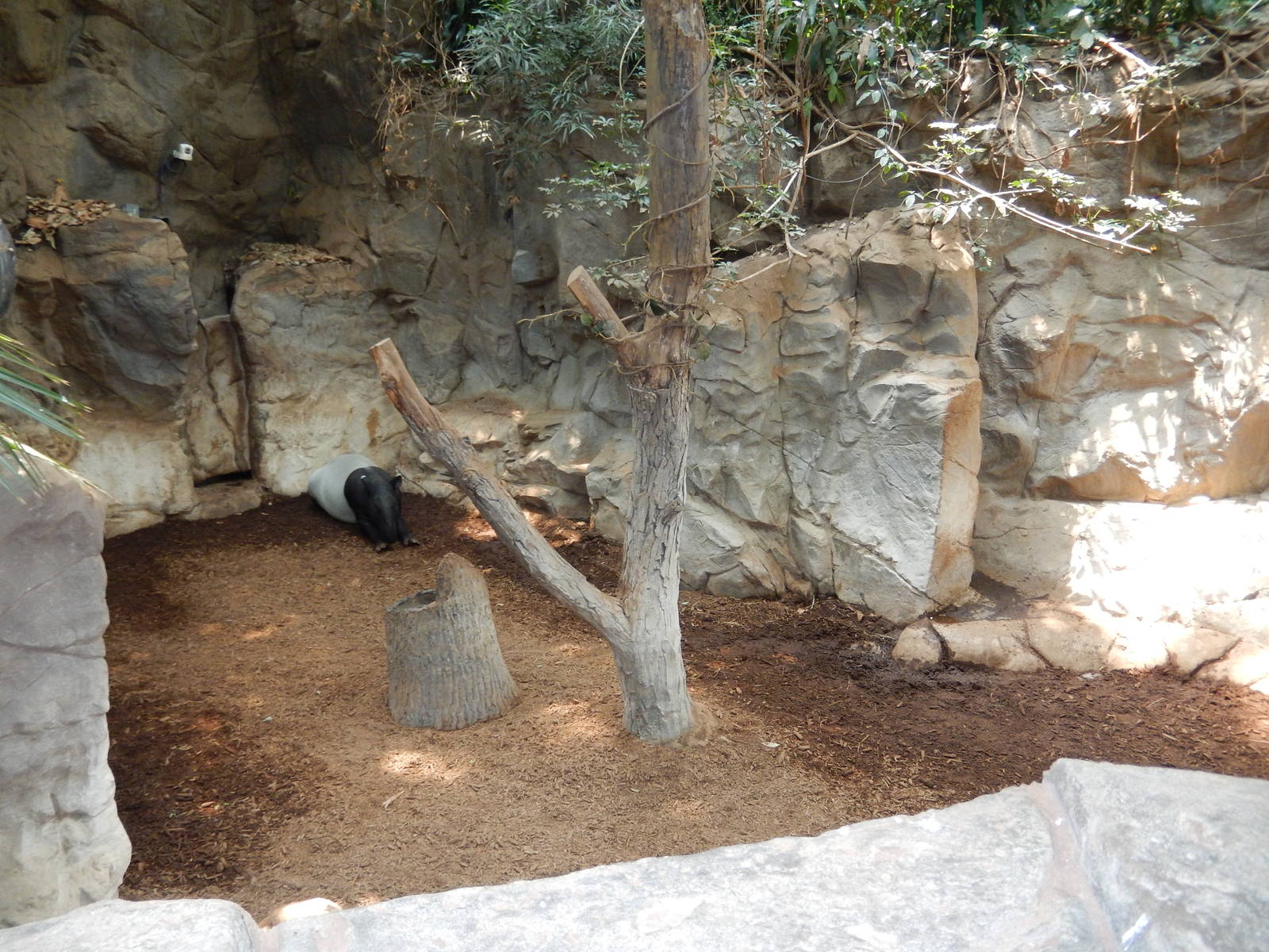 7/3/2015 - Left Half of Malayan Tapir/Binturong Exhibit