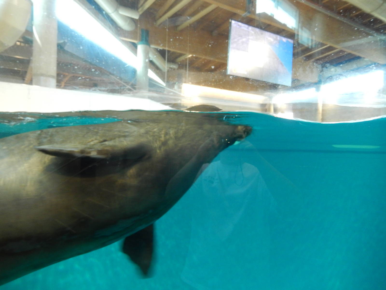 7/3/2015 - Monk Seal Up-Close