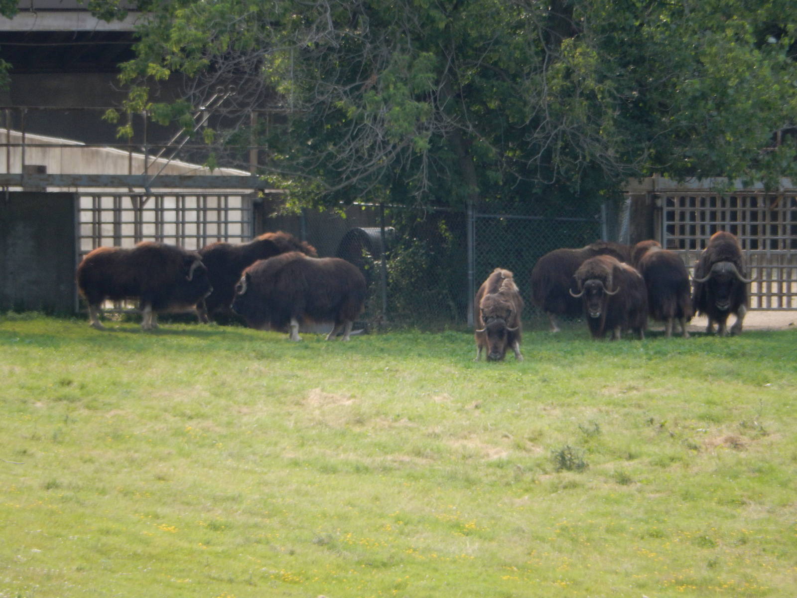 7/3/2015 - Musk Ox Herd