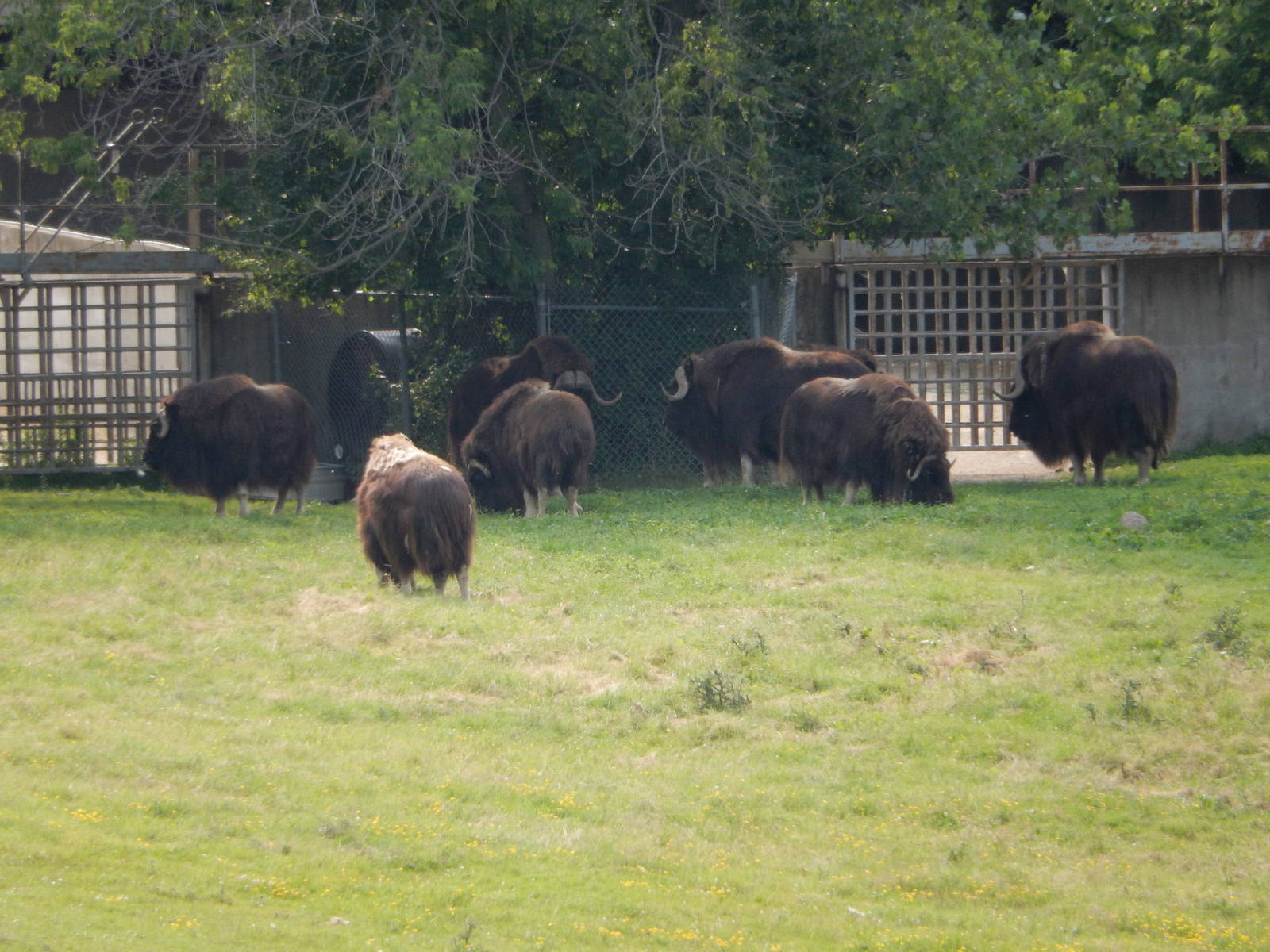 7/3/2015 - Musk Ox Herd