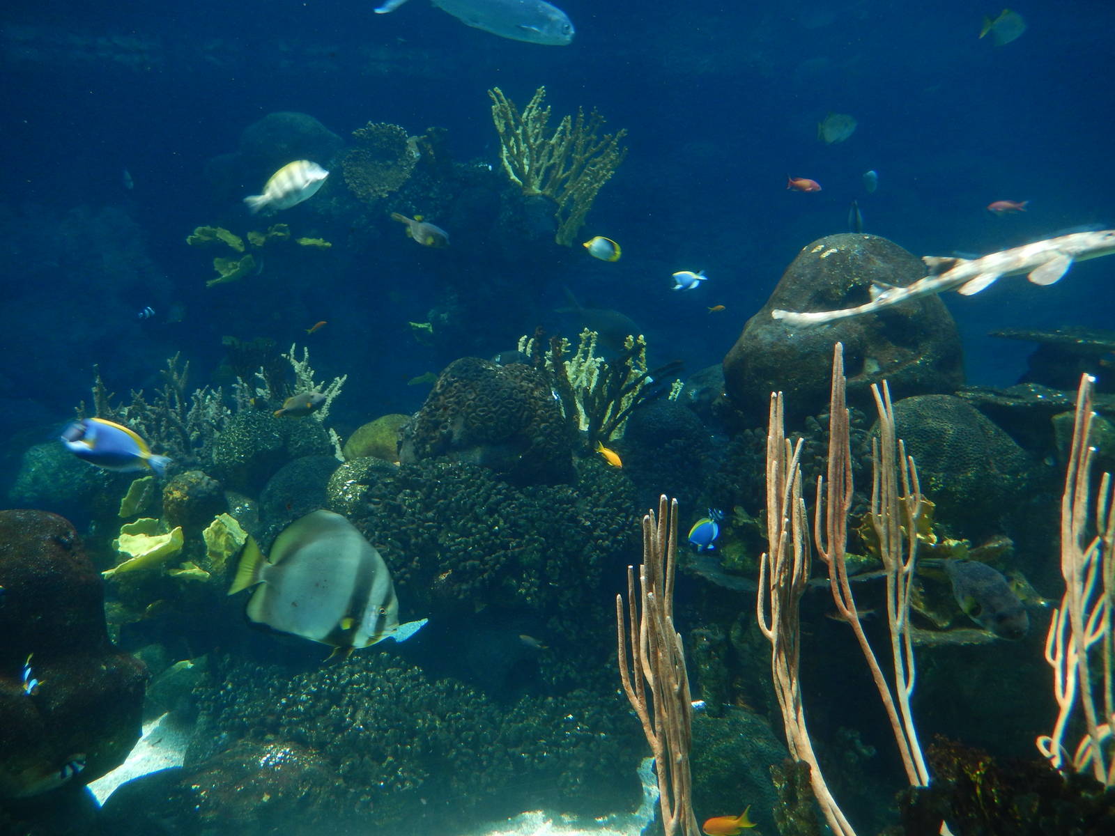 7/3/2015 - Pacific Reef