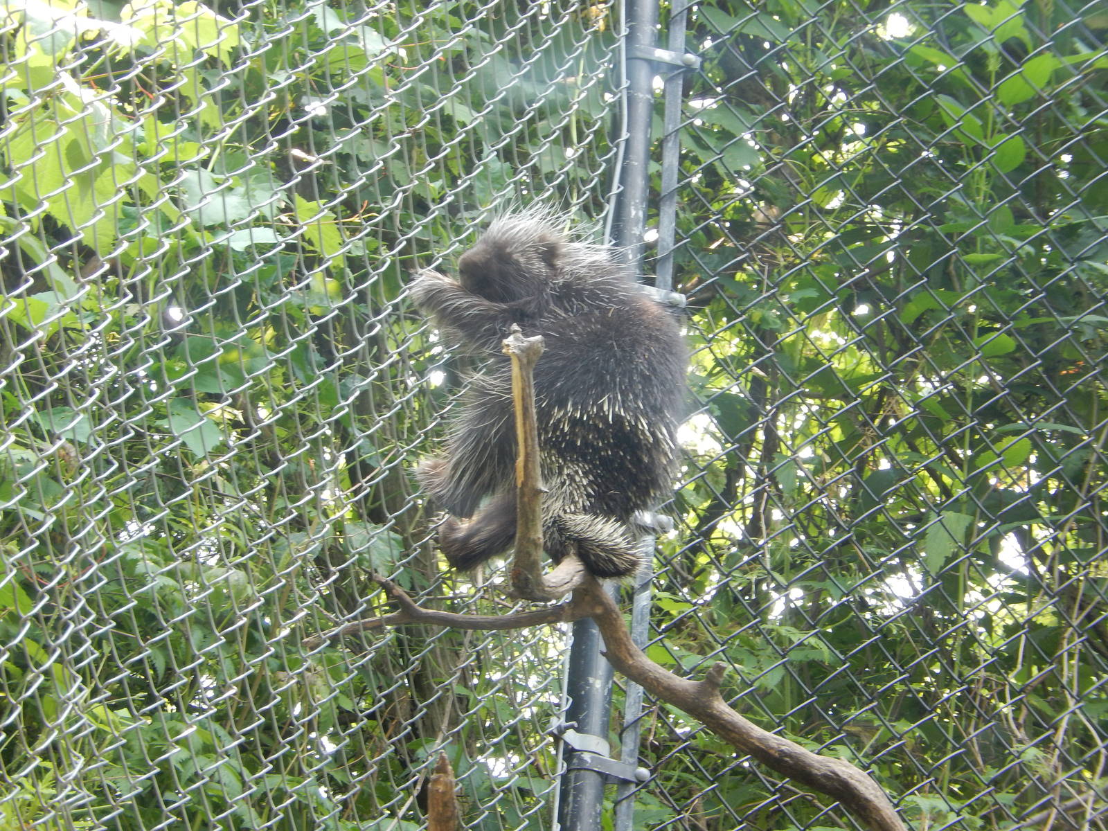 7/3/2015 - Porcupine