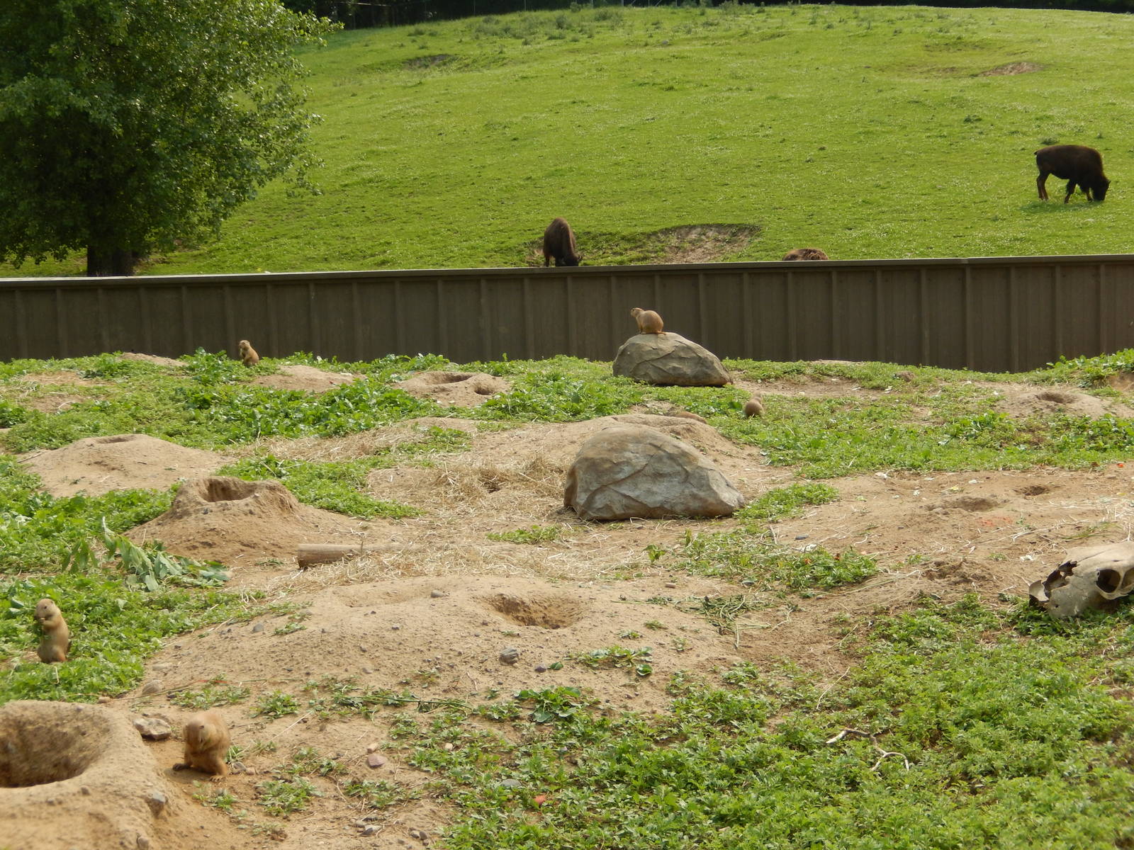7/3/2015 - Prairie Dog Habitat w/ Bison View