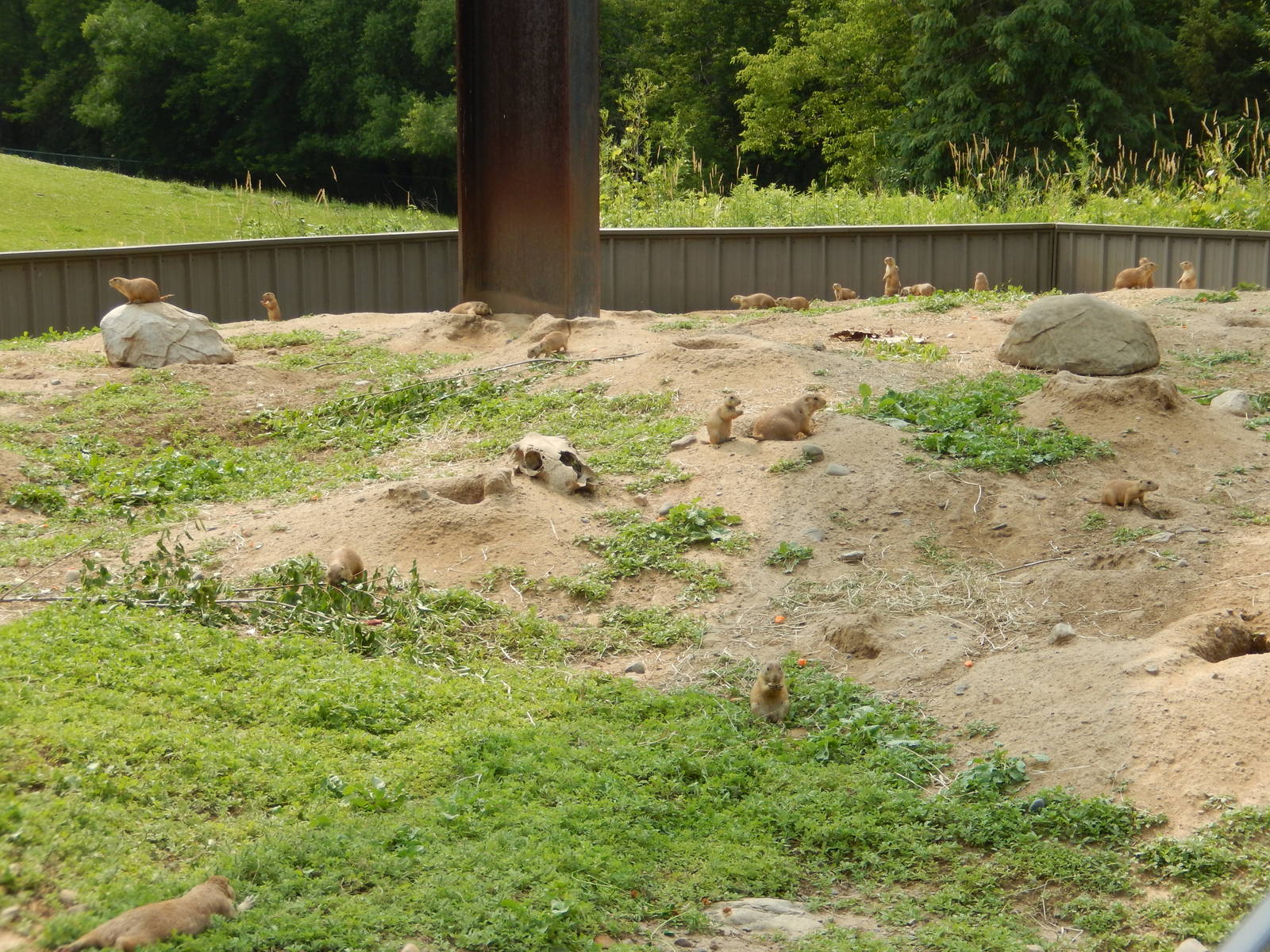 7/3/2015 - Prairie Dog Habitat