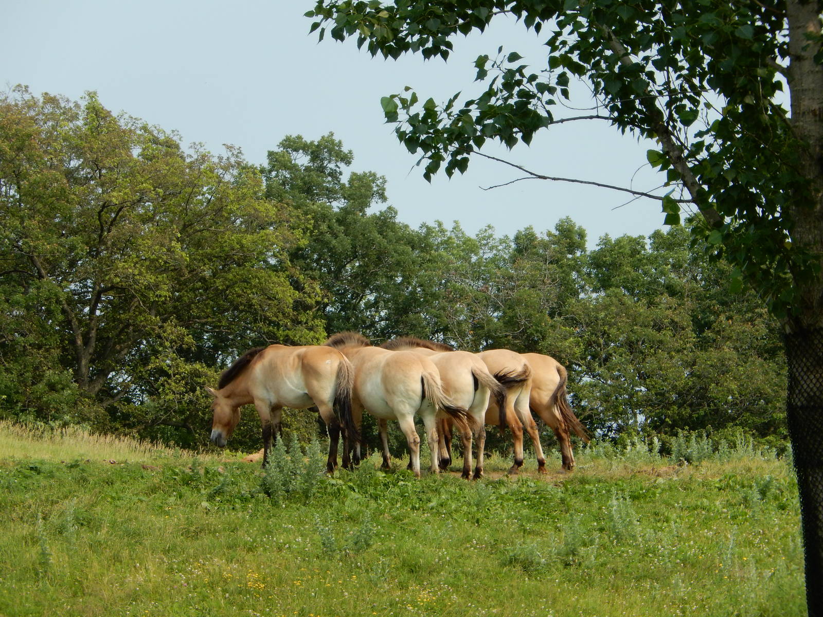 7/3/2015 - Przewalski's Wild Horse Herd