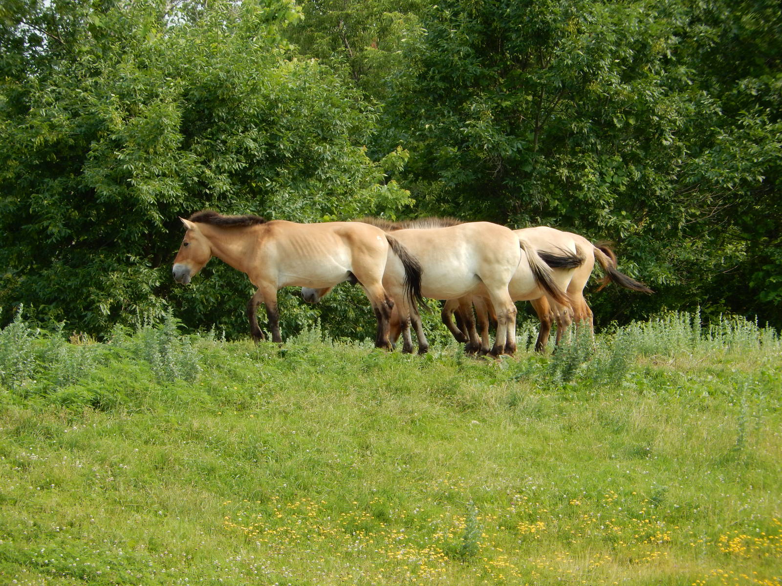 7/3/2015 - Przewalski's Wild Horse Herd