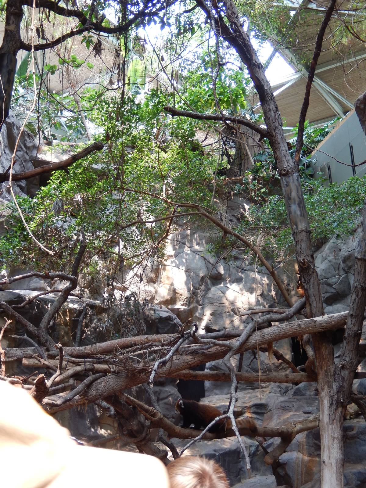 7/3/2015 - Red Panda Exhibit