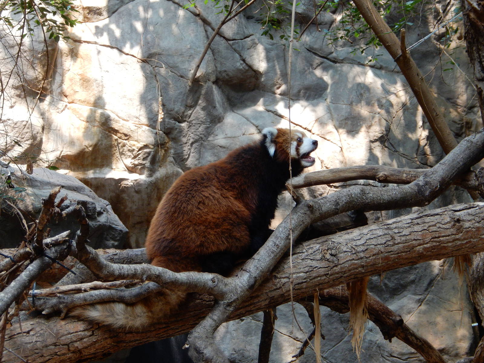 7/3/2015 - Red Panda