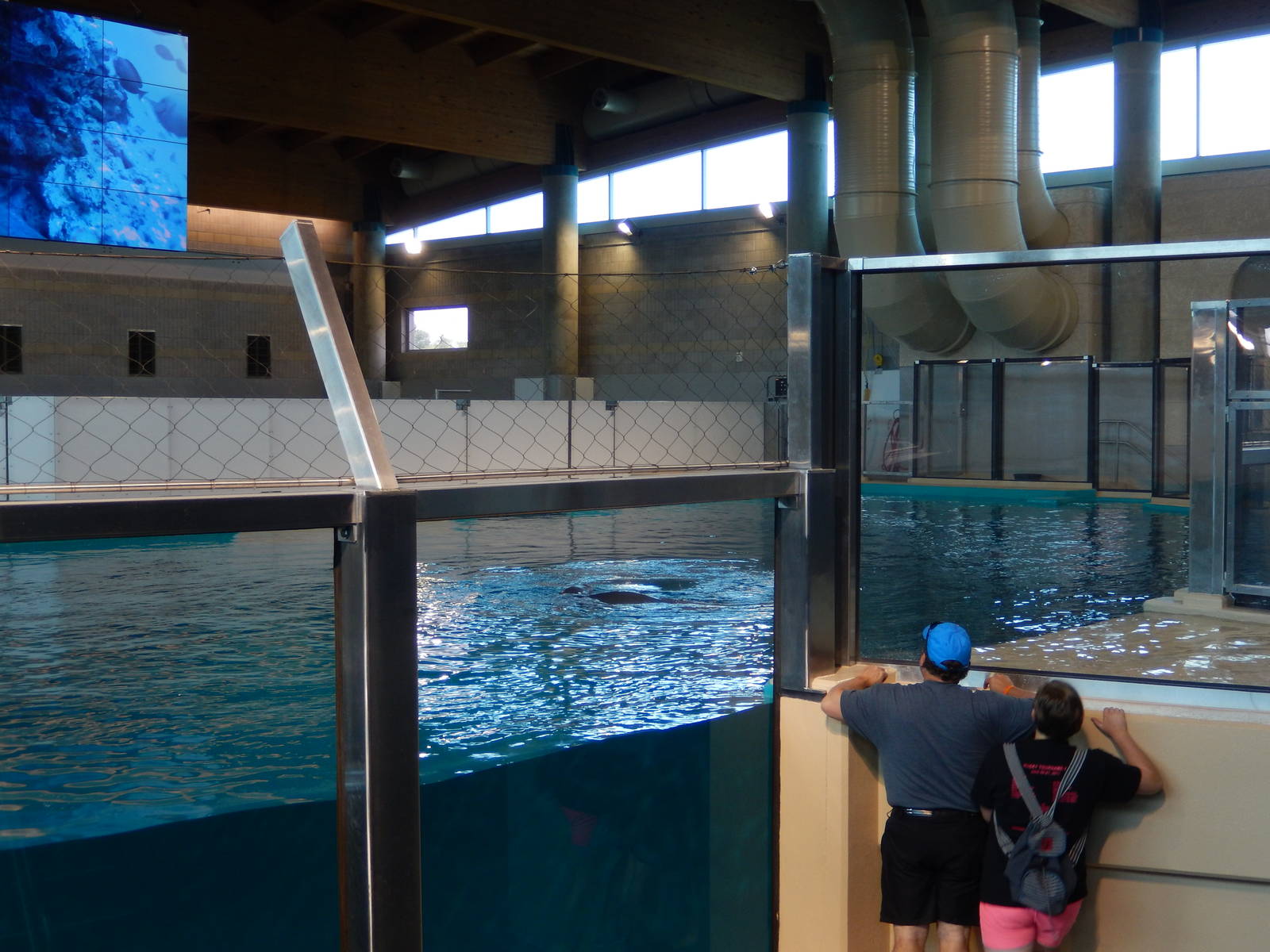 7/3/2015 - Right Half of Hawaiian Monk Seal Tank