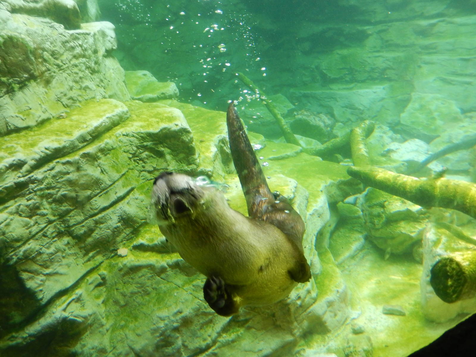 7/3/2015 - River Otter Swimming
