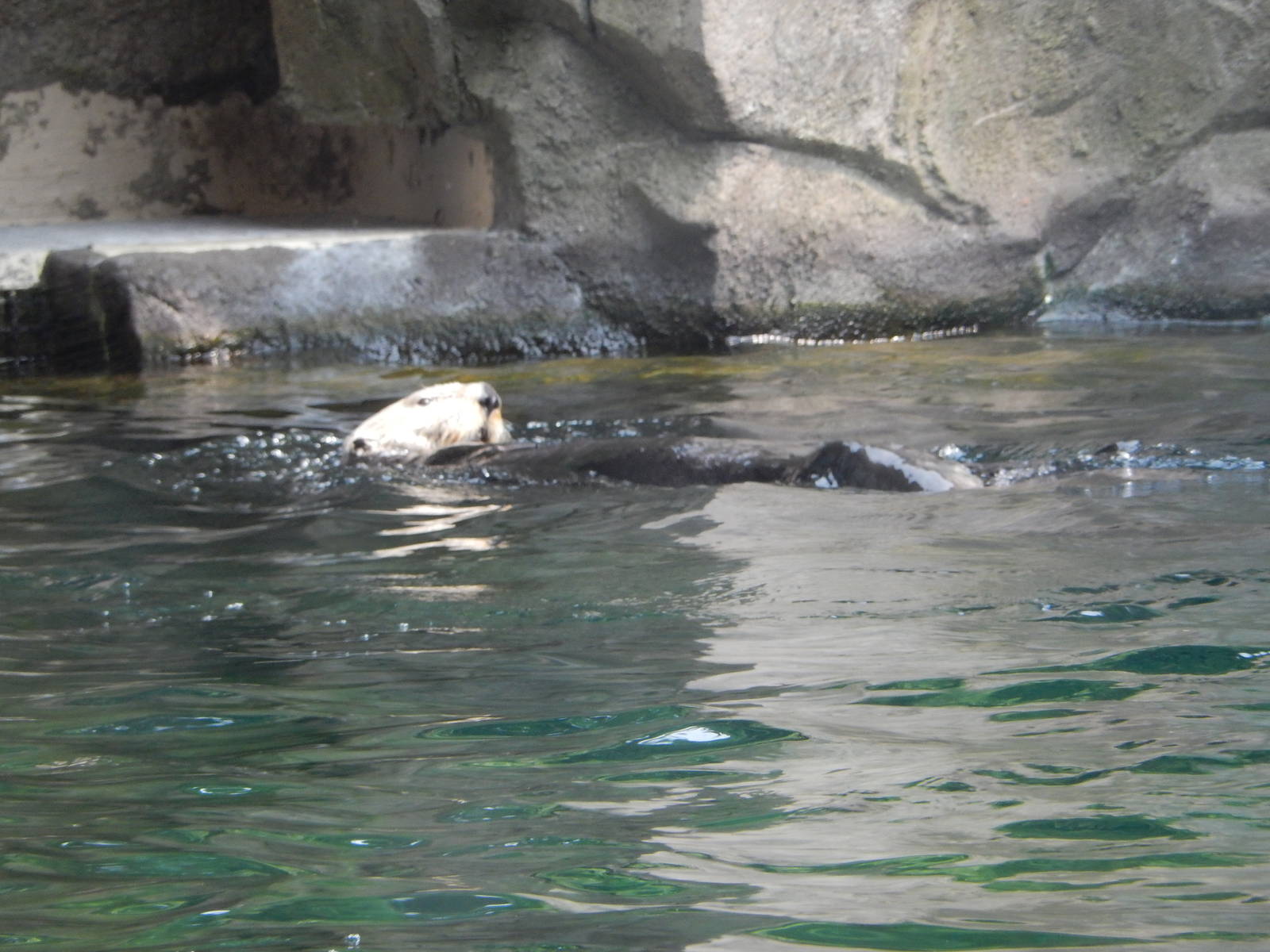 7/3/2015 - Sea Otter