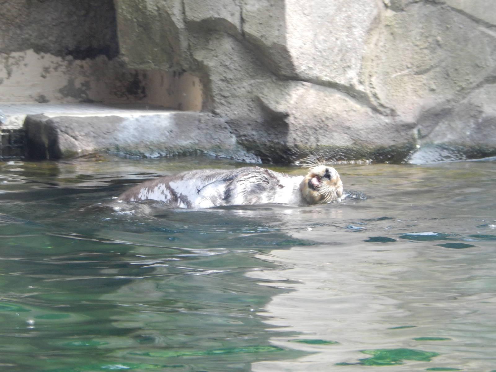 7/3/2015 - Sea Otter