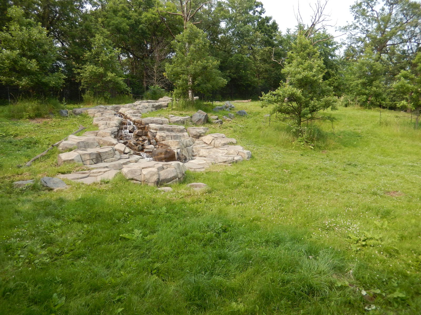 7/3/2015 - Takin Habitat Left Half