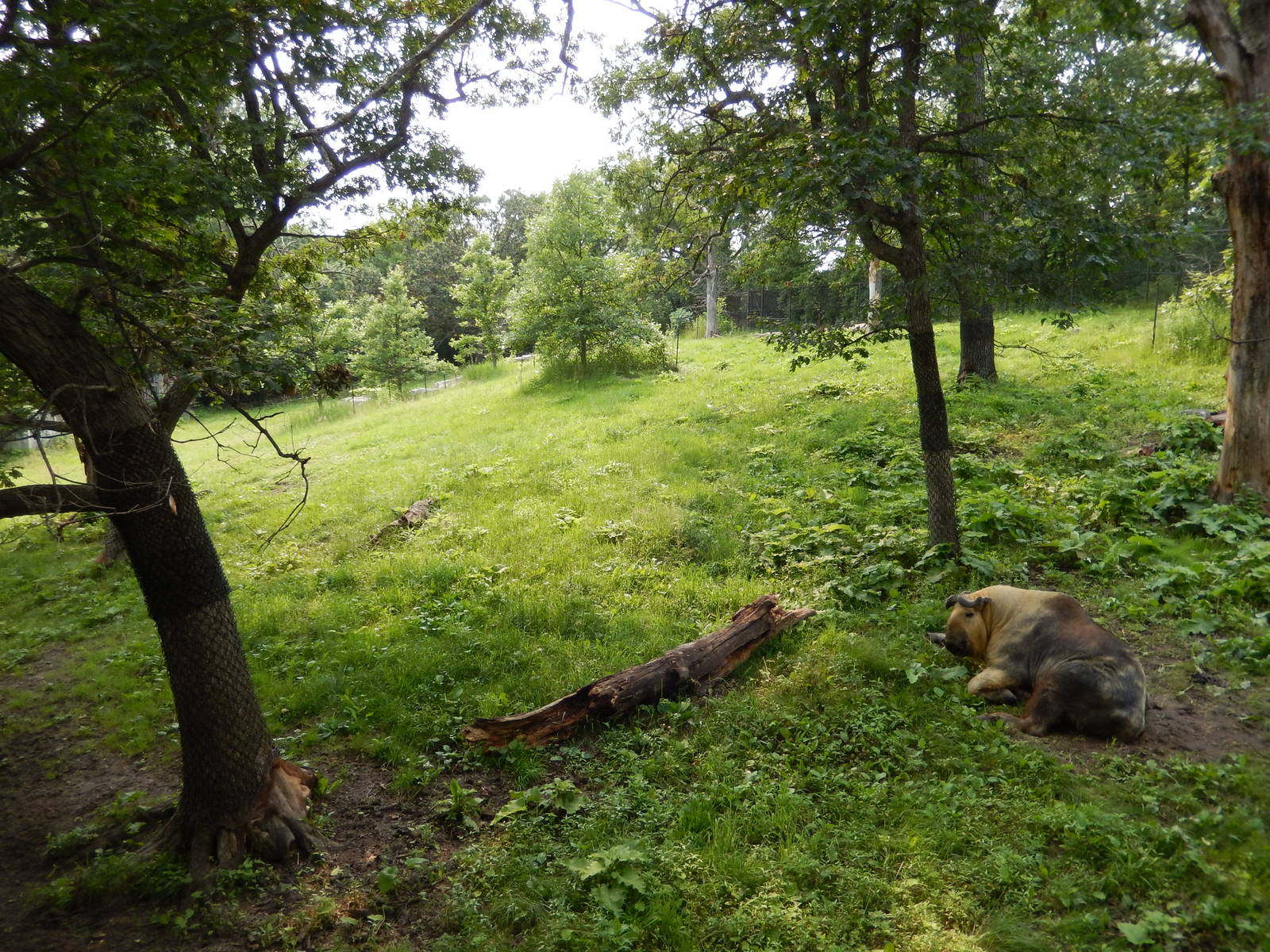 7/3/2015 - Takin Habitat Right Half