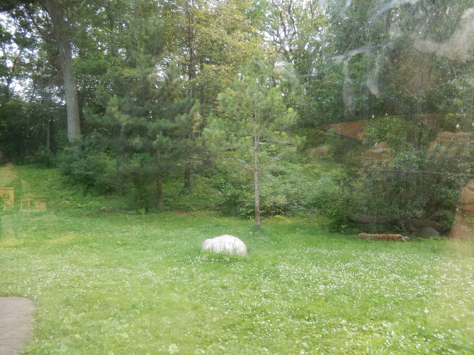 7/3/2015 - Tiger Lair