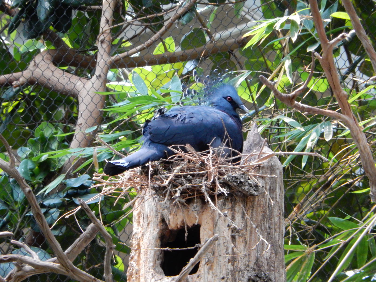 7/3/2015 - Victoria Crowned Pigeon