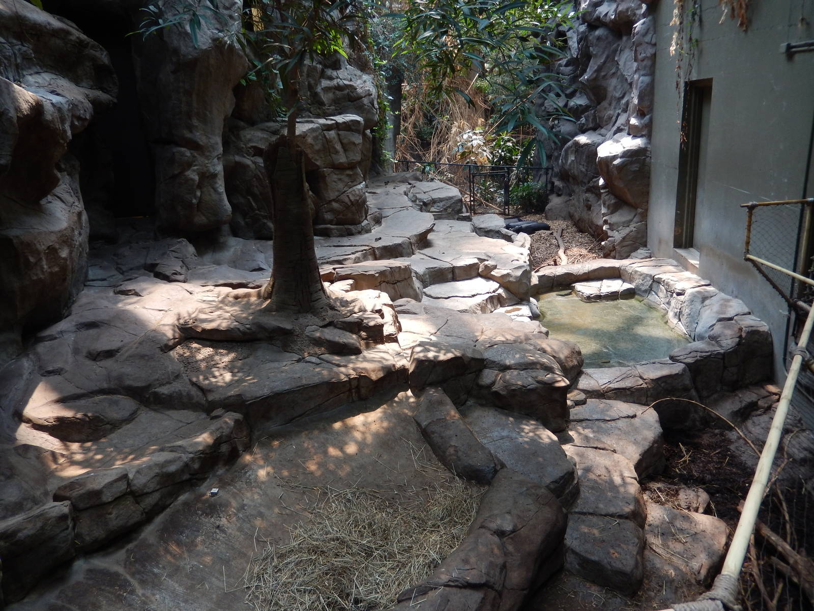 7/3/2015 - Visayan Warty Pig Exhibit