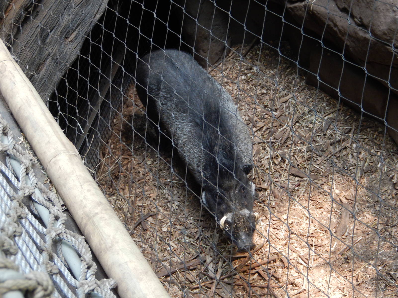 7/3/2015 - Visayan Warty Pig Up-Close