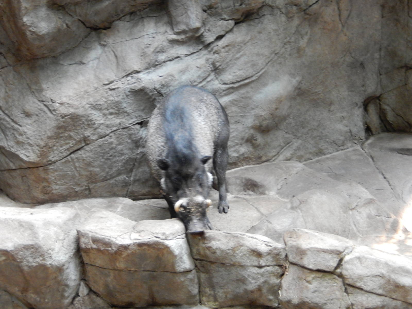 7/3/2015 - Visayan Warty Pig