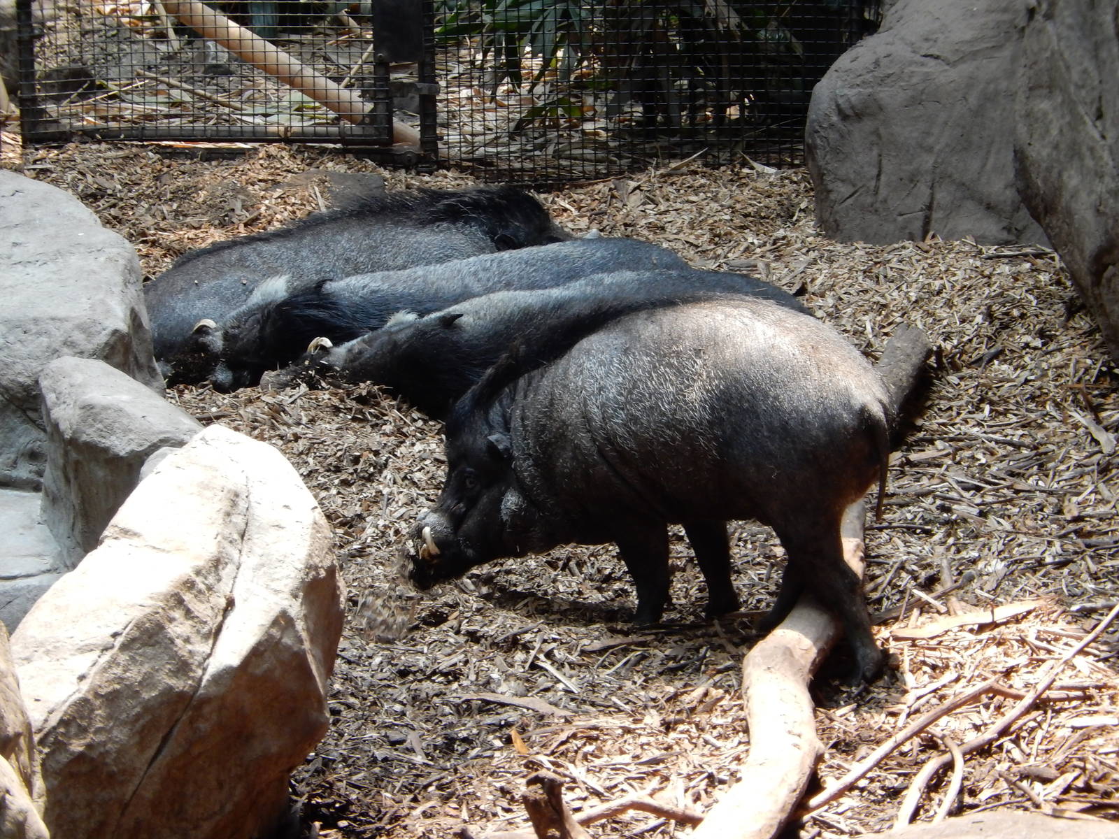 7/3/2015 - Visayan Warty Pigs