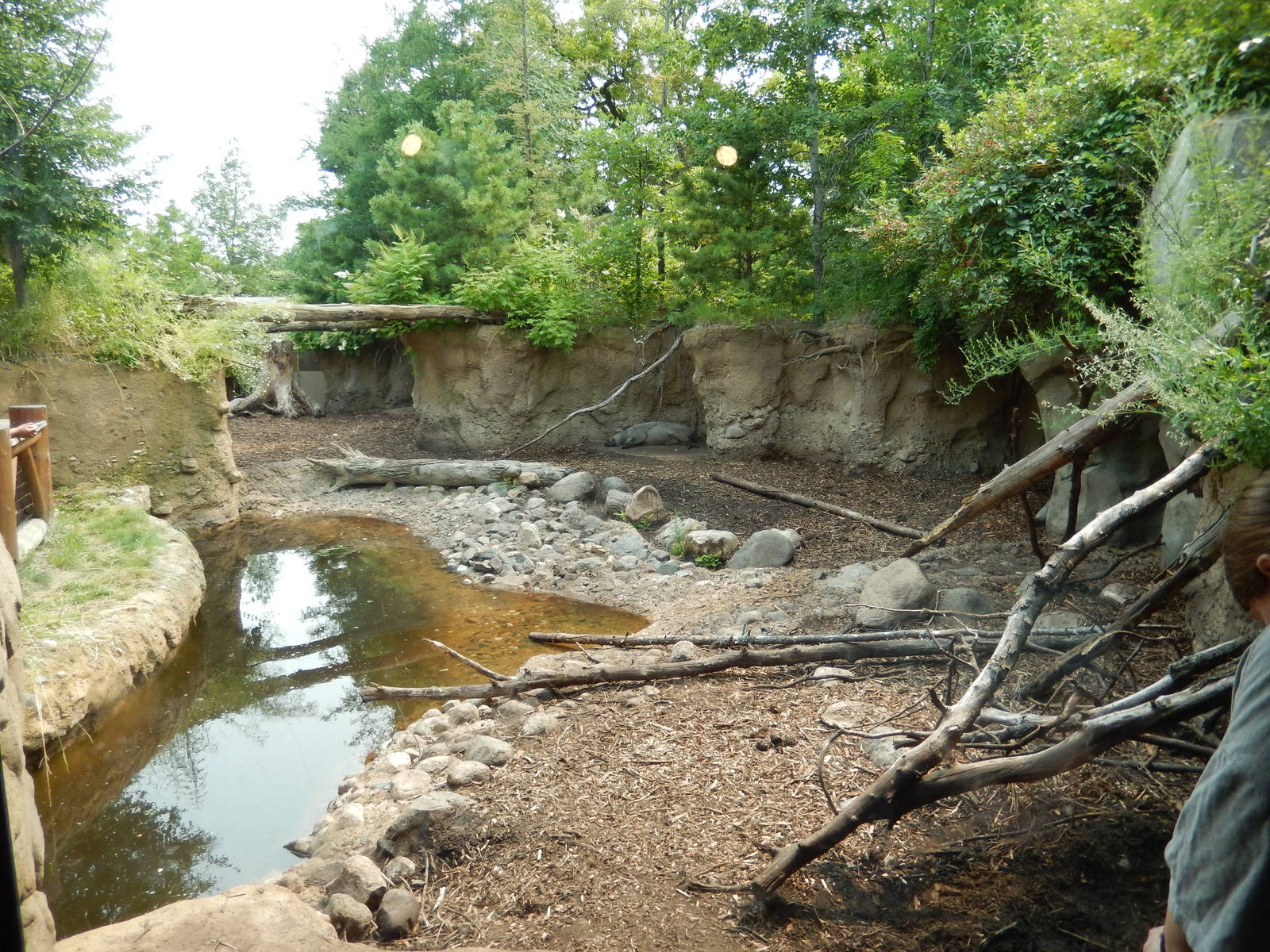 7/3/2015 - Wild Boar Exhibit
