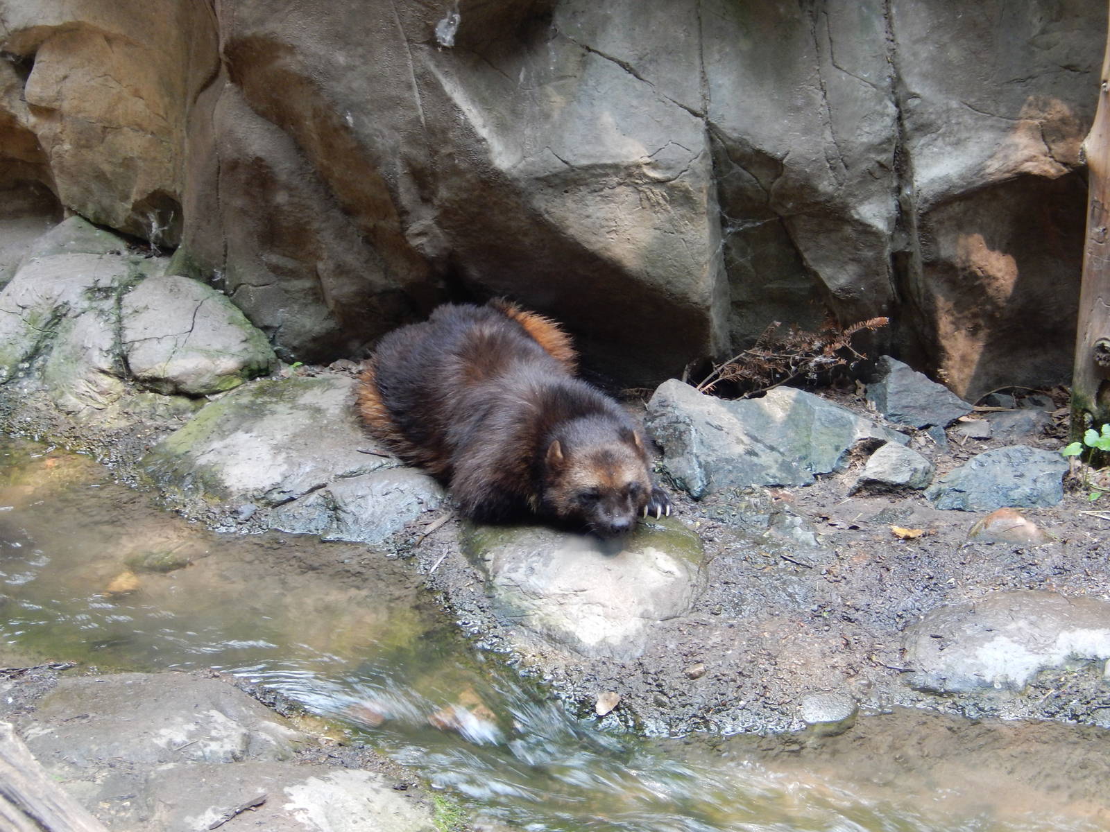 7/3/2015 - Wolverine