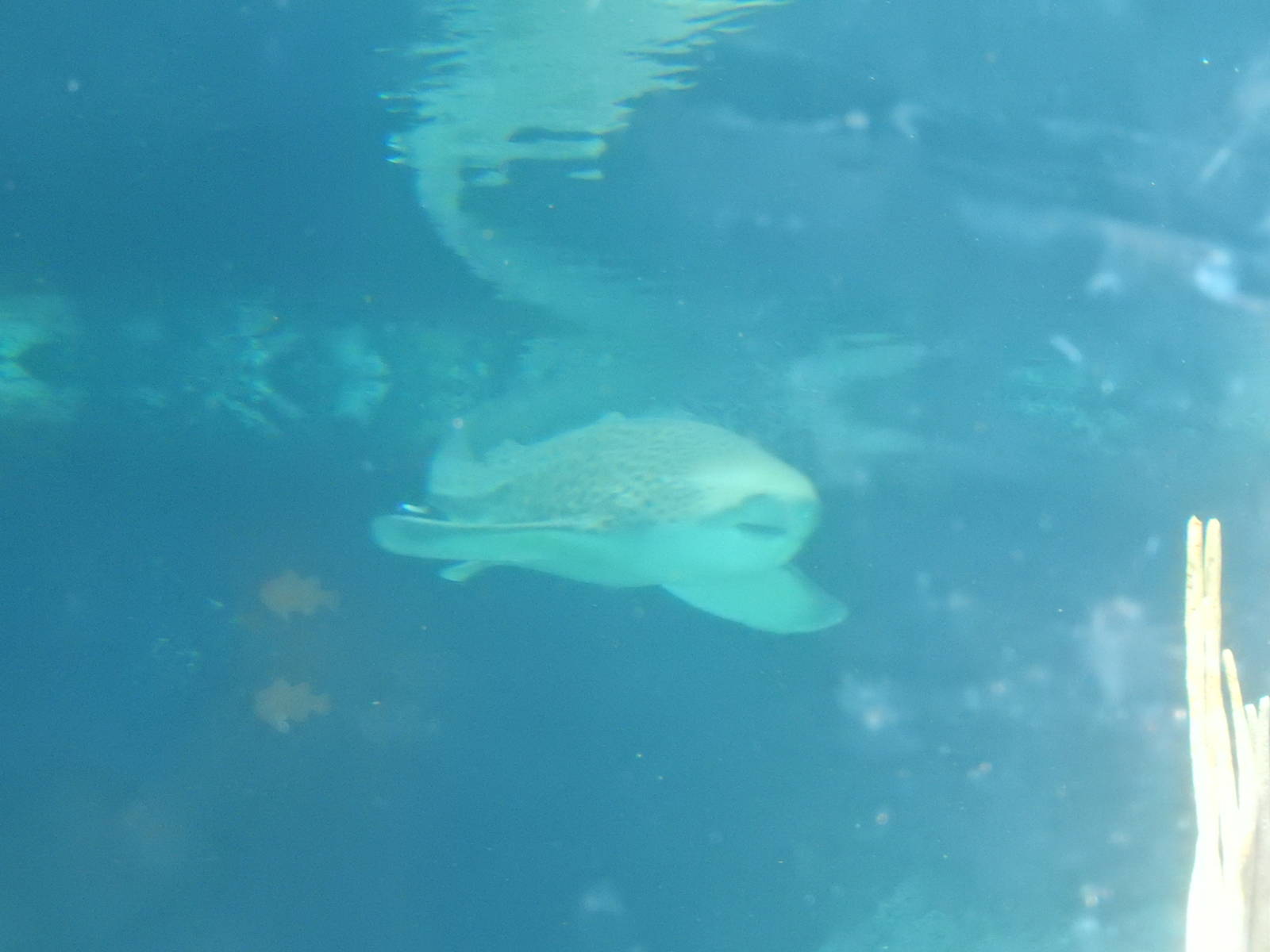 7/3/2015 - Zebra Shark