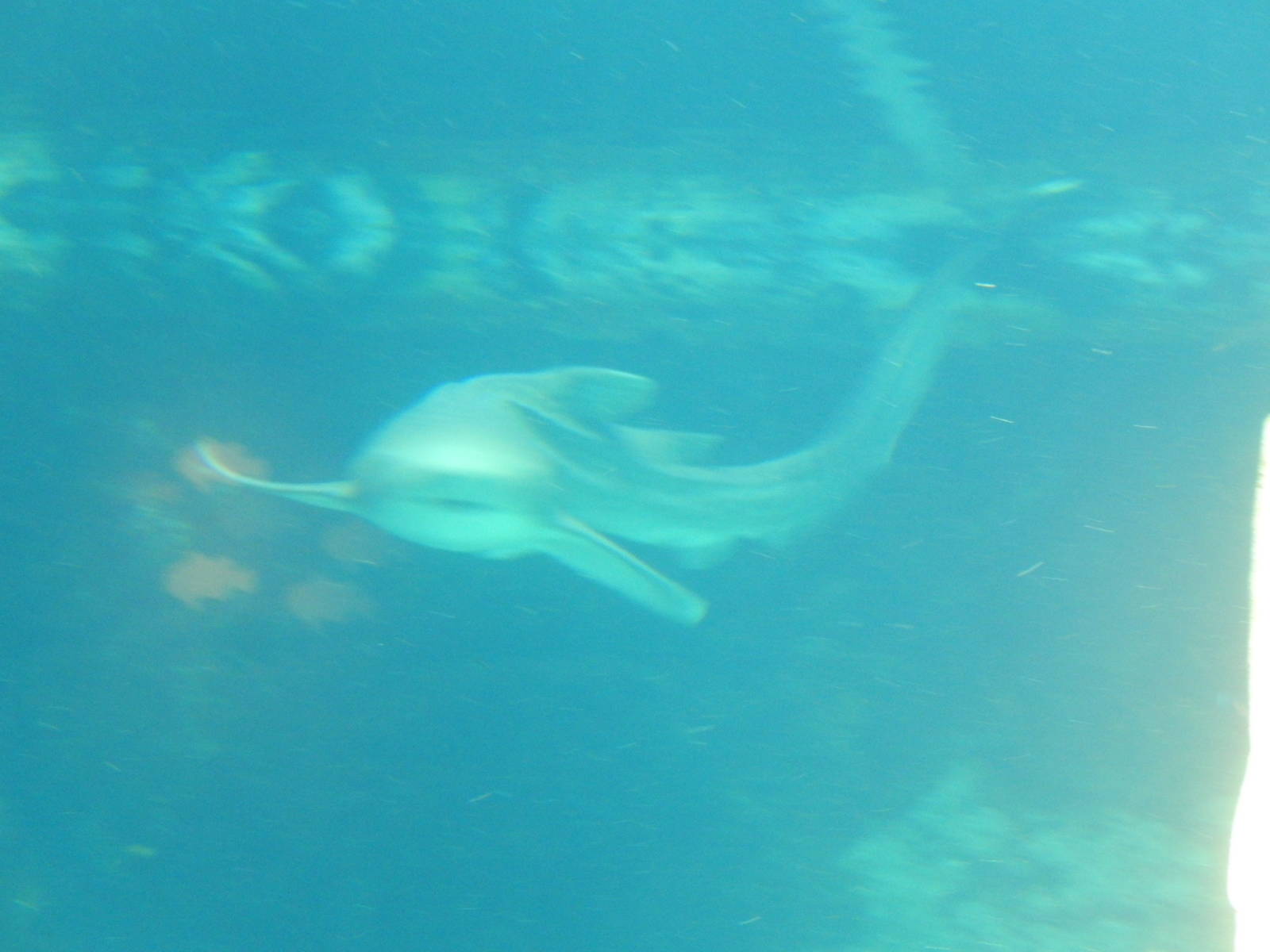 7/3/2015 - Zebra Shark