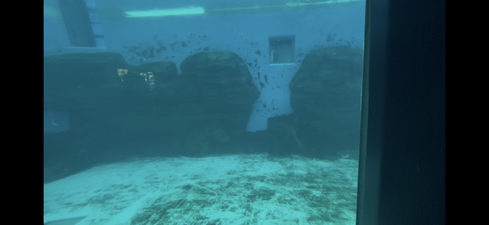 7/30/25 - Current state of the Dolphin Pool