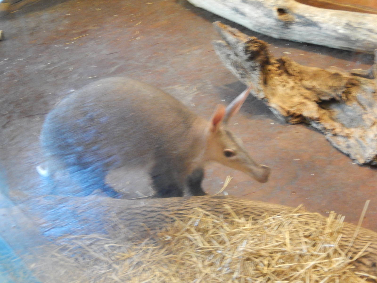 7/31/2015 - Aardvark