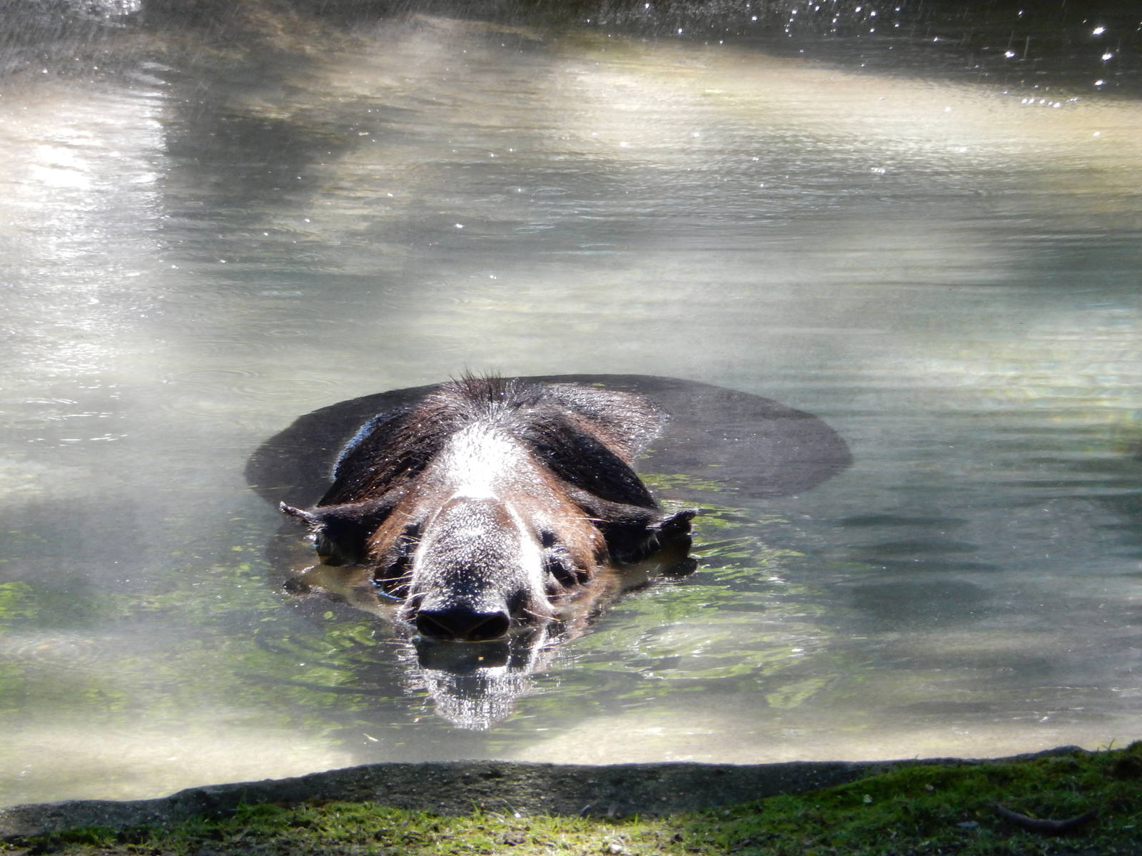 7/31/2015 - Baird's Tapir Refreshed