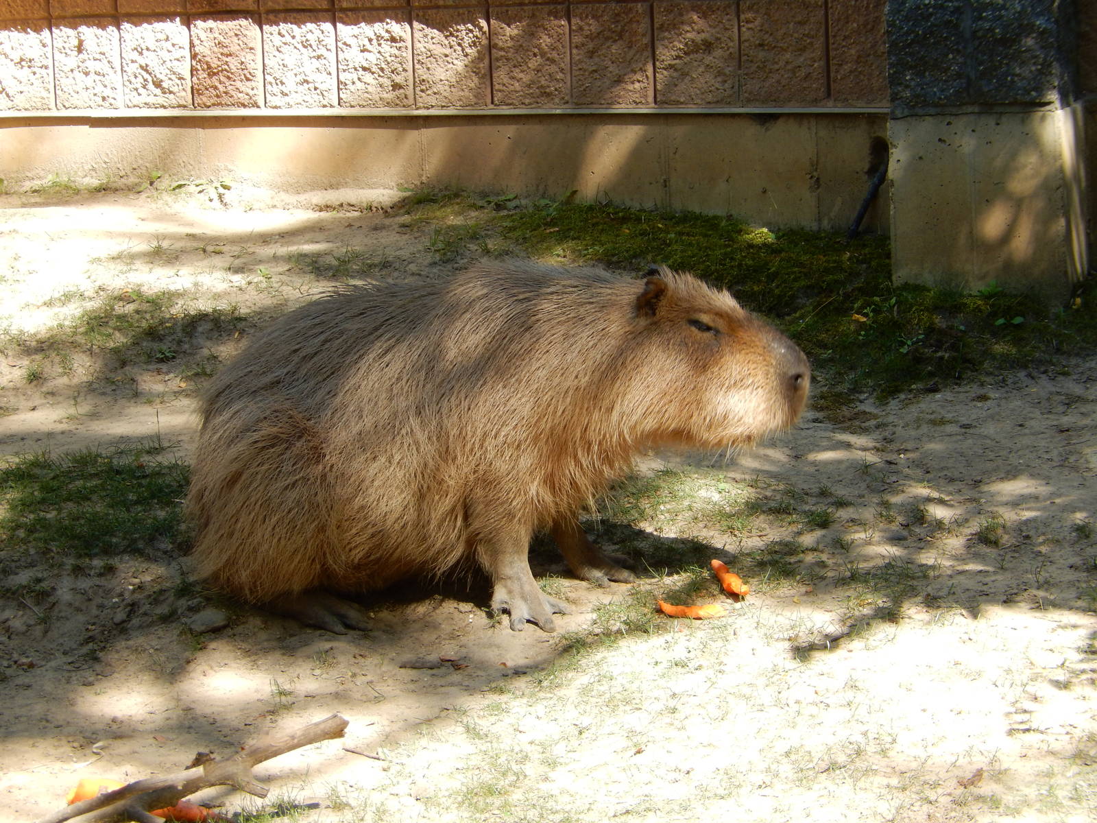 7/31/2015 - Capybara