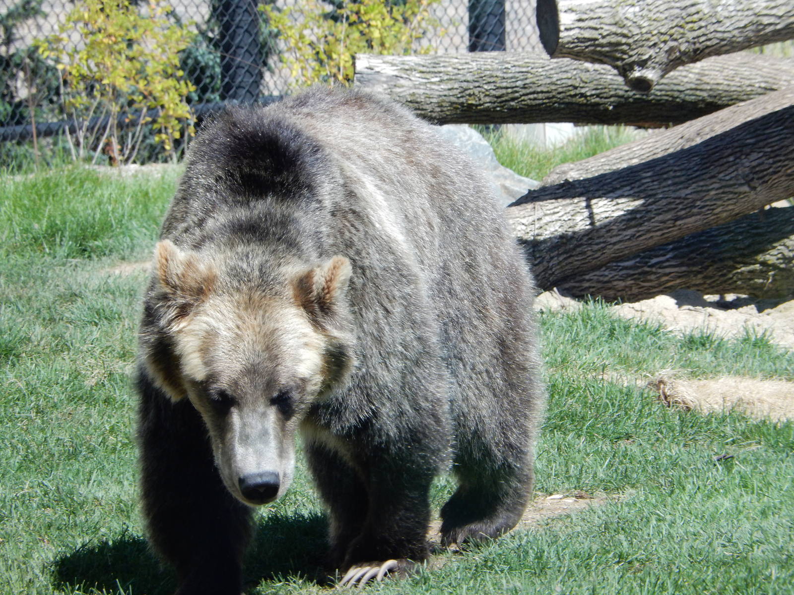 7/31/2015 - Grizzly Bear