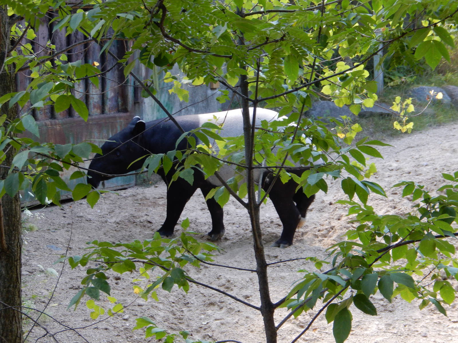 7/31/2015 - Malayan Tapir